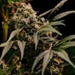Royal Queen Seeds Astro Lemonade F1 cannabis plant image 2