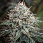 Royal Queen Seeds Astro Lemonade F1 cannabis plant image 3