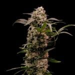 Royal Queen Seeds Astro Lemonade F1 cannabis plant image 4