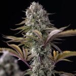 Royal Queen Seeds Astro Lemonade F1 cannabis plant image 5