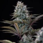 Royal Queen Seeds Astro Lemonade F1 cannabis plant image 6