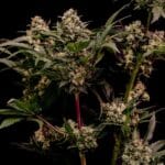 Royal Queen Seeds Astro Lemonade F1 cannabis plant image 7