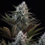 Royal Queen Seeds Astro Lemonade F1 cannabis plant image 8