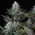 Royal Queen Seeds Astro Lemonade F1 cannabis plant image 9