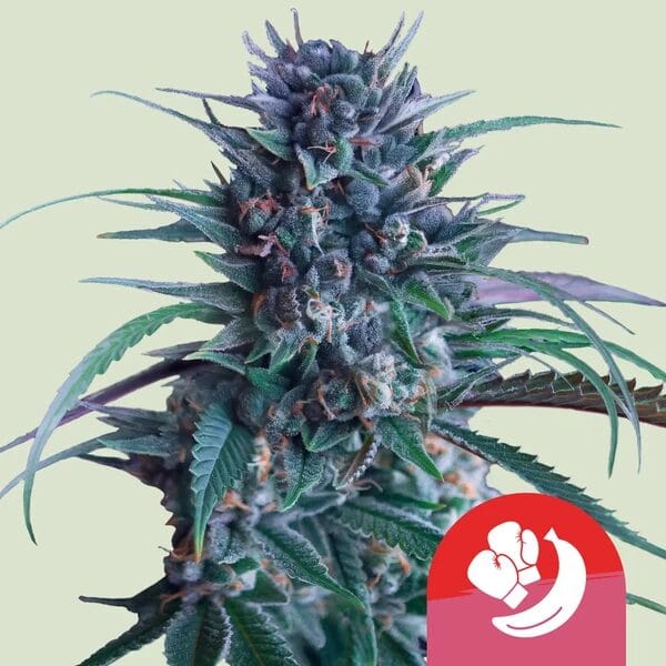 Royal Queen Seeds Banana Brawler cannabis plant image 1