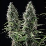 Royal Queen Seeds Banana Brawler cannabis plant image 2