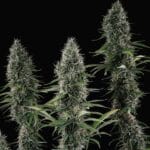 Royal Queen Seeds Banana Brawler cannabis plant image 3