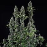 Royal Queen Seeds Banana Brawler cannabis plant image 4
