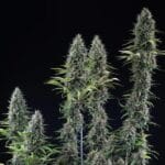 Royal Queen Seeds Banana Brawler cannabis plant image 5