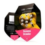 Royal Queen Seeds Banana Brawler cannabis plant image 6