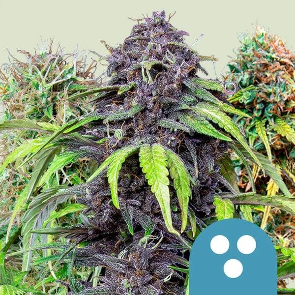 Royal Queen Seeds CBD Mix cannabis plant image 1