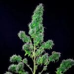 Royal Queen Seeds CBD Mix cannabis plant image 2