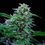 Royal Queen Seeds CBD Mix cannabis plant image 3