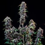 Royal Queen Seeds CBD Mix cannabis plant image 4