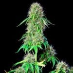 Royal Queen Seeds CBD Mix cannabis plant image 5