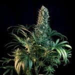 Royal Queen Seeds CBD Mix cannabis plant image 6