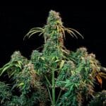 Royal Queen Seeds CBD Mix cannabis plant image 7
