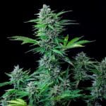 Royal Queen Seeds CBD Mix cannabis plant image 8