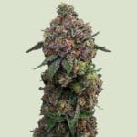Royal Queen Seeds Cosmic Cheddar F1 cannabis plant image 1