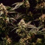Royal Queen Seeds Cosmic Cheddar F1 cannabis plant image 2