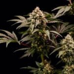 Royal Queen Seeds Cosmic Cheddar F1 cannabis plant image 3