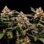 Royal Queen Seeds Cosmic Cheddar F1 cannabis plant image 4
