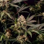 Royal Queen Seeds Cosmic Cheddar F1 cannabis plant image 5