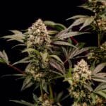 Royal Queen Seeds Cosmic Cheddar F1 cannabis plant image 6
