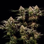 Royal Queen Seeds Cosmic Cheddar F1 cannabis plant image 7