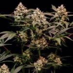Royal Queen Seeds Cosmic Cheddar F1 cannabis plant image 8