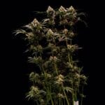 Royal Queen Seeds Cosmic Cheddar F1 cannabis plant image 9