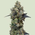 Royal Queen Seeds Orbital Banana F1 cannabis plant image 1