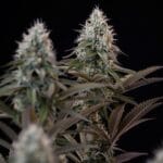 Royal Queen Seeds Orbital Banana F1 cannabis plant image 10
