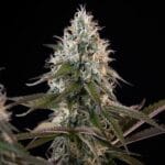 Royal Queen Seeds Orbital Banana F1 cannabis plant image 11
