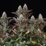 Royal Queen Seeds Orbital Banana F1 cannabis plant image 12