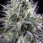 Royal Queen Seeds Orbital Banana F1 cannabis plant image 2
