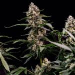 Royal Queen Seeds Orbital Banana F1 cannabis plant image 3