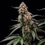 Royal Queen Seeds Orbital Banana F1 cannabis plant image 4
