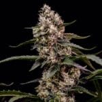 Royal Queen Seeds Orbital Banana F1 cannabis plant image 5