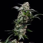 Royal Queen Seeds Orbital Banana F1 cannabis plant image 6