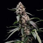 Royal Queen Seeds Orbital Banana F1 cannabis plant image 7