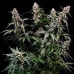 Royal Queen Seeds Orbital Banana F1 cannabis plant image 8