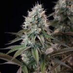 Royal Queen Seeds Orbital Banana F1 cannabis plant image 9