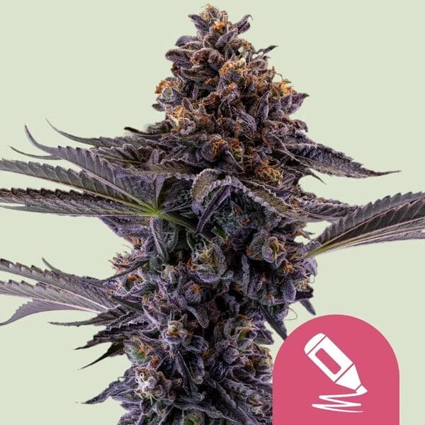 Royal Queen Seeds Permanent Marker cannabis plant image 1