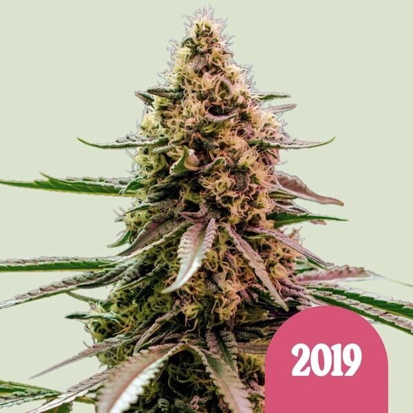 Royal Queen Seeds The 2019 cannabis plant image 1