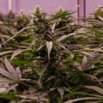 Royal Queen Seeds The 2019 cannabis plant image 2