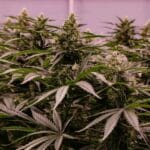 Royal Queen Seeds The 2019 cannabis plant image 3