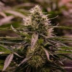 Royal Queen Seeds The 2019 cannabis plant image 4