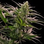 Royal Queen Seeds The 2019 cannabis plant image 5