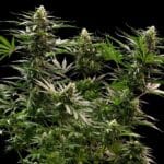 Royal Queen Seeds The 2019 cannabis plant image 6